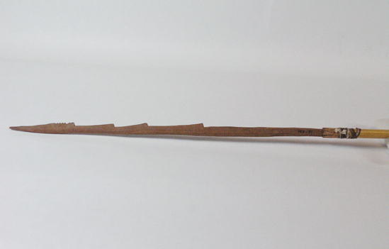 Hearst Museum object titled Arrow, accession number 16-330, described as Arrow, barbed hardwood point, cane shaft, feathers in poor condition.