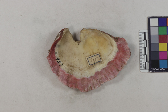 Hearst Museum object 1 of 2 titled Shell fragment, accession number 4-957, described as Large unworked or little worked fragment of Spondylus pictorum.