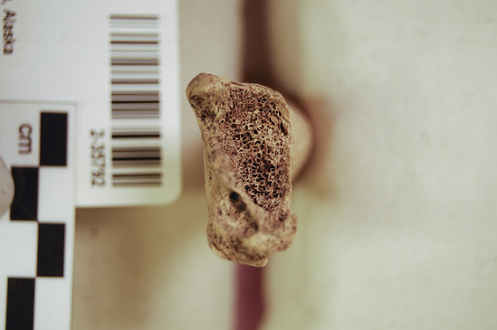 Hearst Museum object 9 of 16 titled Mammal bone, accession number 2-35792, described as Sea otter, left femur.