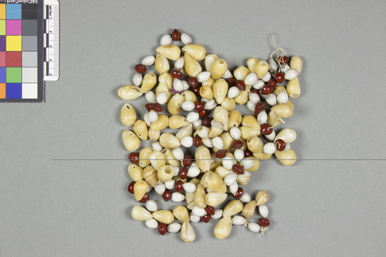 Hearst Museum object titled Seed and shell necklace, accession number 11-1655, described as Necklace of red and white seeds olive shaped yellow shells.