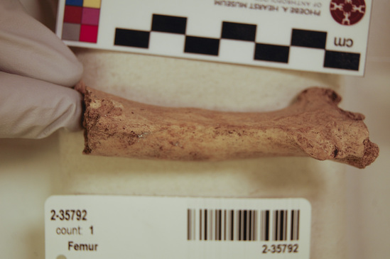 Hearst Museum object 3 of 16 titled Mammal bone, accession number 2-35792, described as Sea otter, left femur.