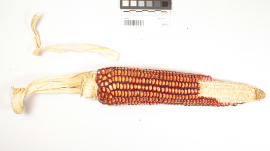 Hearst Museum object titled Corn cob, accession number 2-15928, described as Ear of corn. Rust brown. husk attached