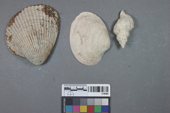 Hearst Museum object titled Shell, accession number 2-36284, described as 10 bivalve shells, 2 conch shells