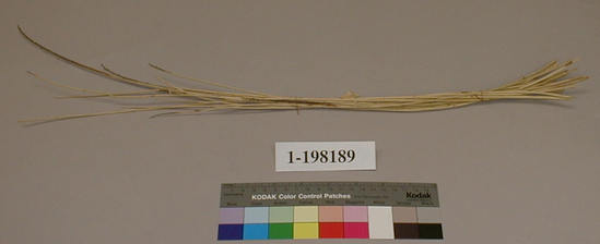 Hearst Museum object titled Basket material, accession number 1-198189, described as Basket material.  Root of white willow, Salix hindsiana Benth.  Native name and meaning:  "kala'l (c)