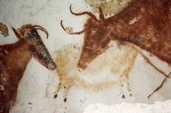 Hearst Museum object titled Color slide, accession number 25-2675, described as Cave painting: Cows on the Ceiling.  Lascaux: The Axial Corridor.