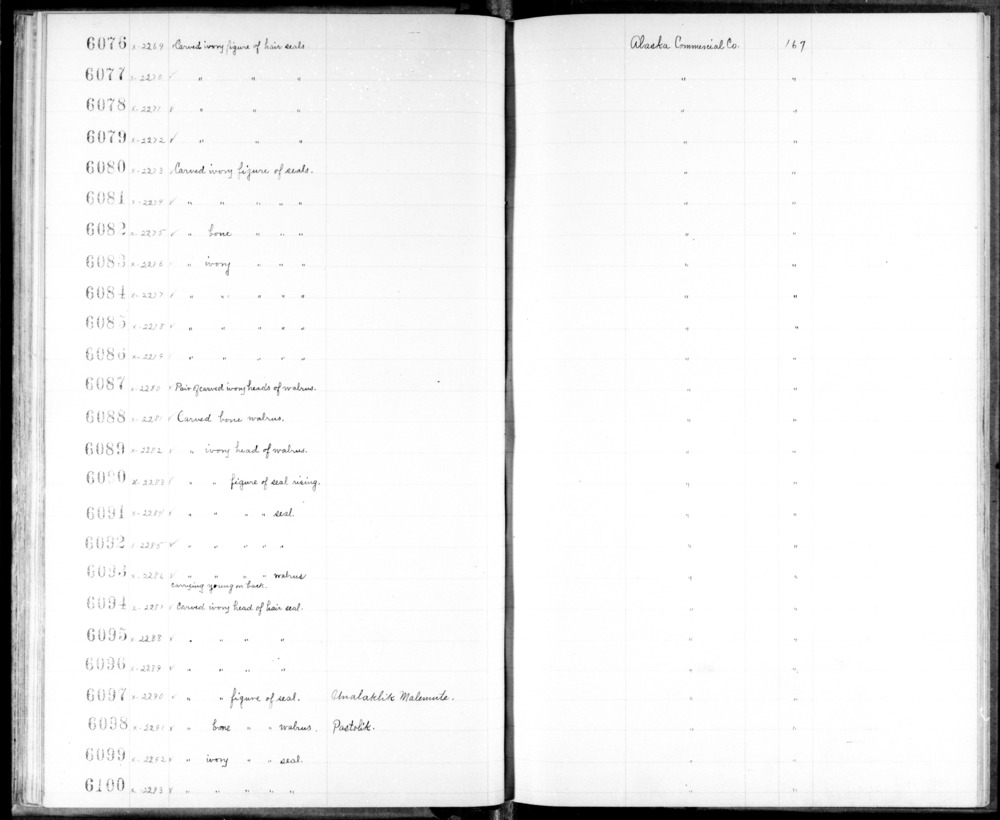 Documentation associated with Hearst Museum object titled Zoomorph, accession number 2-6096, described as Carved ivory head of hair seal at distal end of carving of seal.