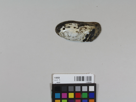 Hearst Museum object titled Shell, accession number 1-50938, described as Perforated mussel shell, Gonidea angulata.