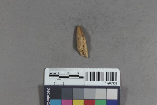 Hearst Museum object titled Awl fragment, accession number 1-203939, described as Bone, tip.