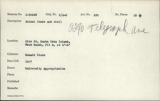 Documentation associated with Hearst Museum object titled Faunal remains, accession number 1-36249, described as Animal bones and shell. "Venerupis staminae, tivela stultorum" added in pencil.