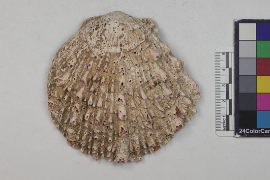 Hearst Museum object 1 of 2 titled Shell, accession number 4-46b, described as Two shells of spondylus pictorum.