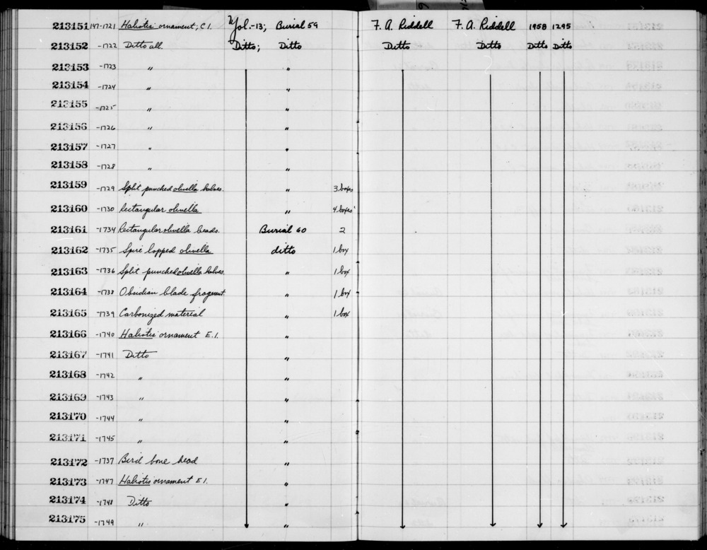 Documentation associated with Hearst Museum object titled Shell fragments, accession number 1-213163, described as Split punched olivella halves.