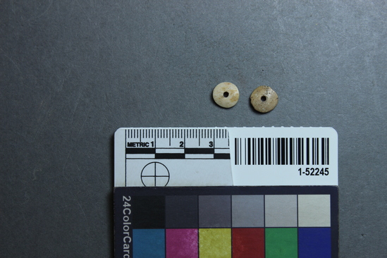 Hearst Museum object titled Bead, accession number 1-52245, described as Olivella, disc.