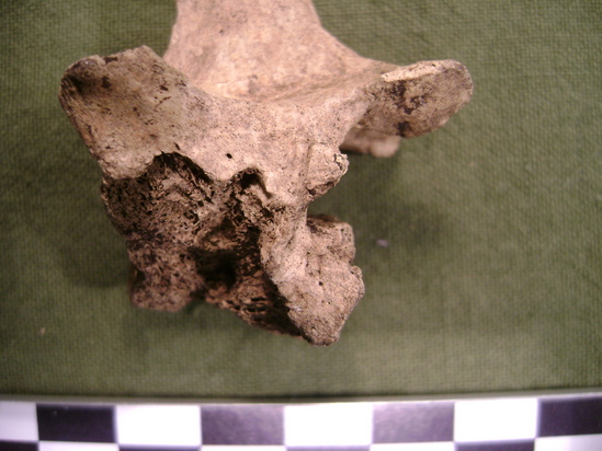 Hearst Museum object 2 of 3 titled Mammal bone, accession number 2-35520, described as Sea otter, lumbar vertebra. Chewed.