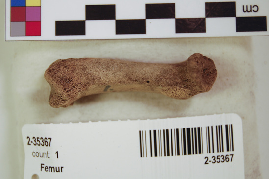 Hearst Museum object 2 of 11 titled Mammal bone, accession number 2-35367, described as Sea otter right femur, juvenile