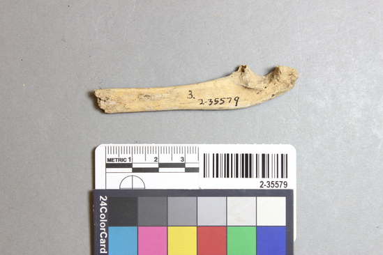 Hearst Museum object titled Mammal bone, accession number 2-35579, described as Sea otter left ulna fragment.