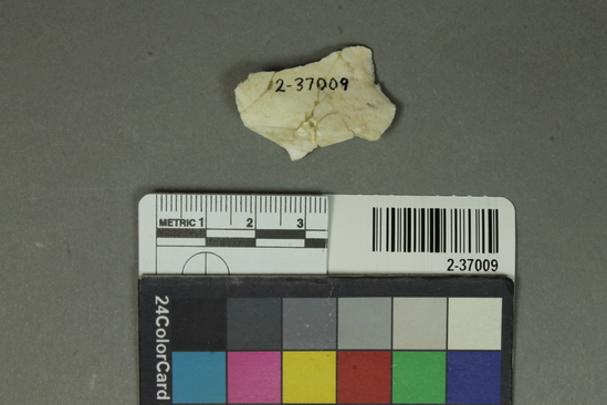 Hearst Museum object titled Flake, accession number 2-37009, described as Small flake scraper; white flint