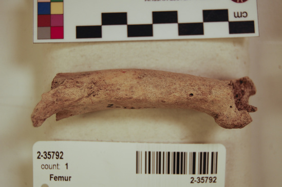 Hearst Museum object titled Mammal bone, accession number 2-35792, described as Sea otter, left femur.