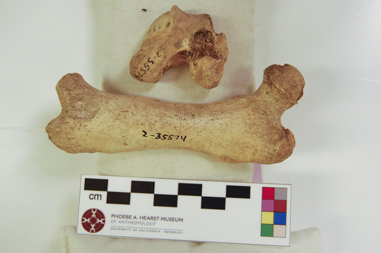 Hearst Museum object 7 of 21 titled Mammal bone, accession number 2-35574, described as Sea otter, left femur.