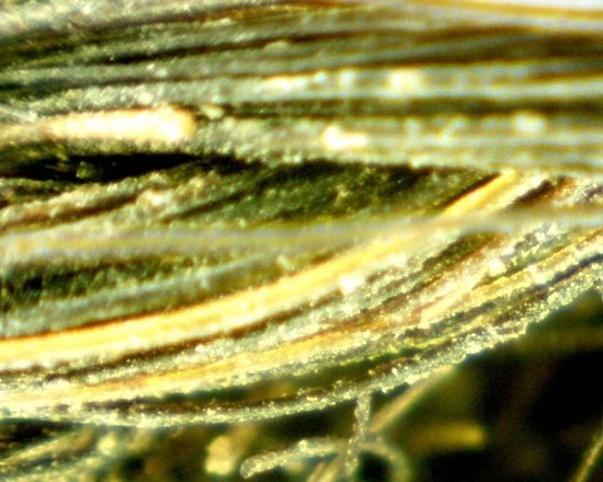 Hearst Museum object 47 of 72 titled Sling, accession number 4-5094, no description available.