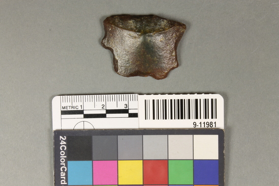 Hearst Museum object titled Scraper, accession number 9-11981, described as End and side scraper, rolled chert