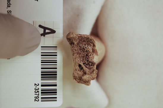 Hearst Museum object 15 of 16 titled Mammal bone, accession number 2-35792, described as Sea otter, left femur.