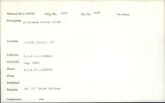 Documentation associated with Hearst Museum object titled Tooth, accession number 1-98258, described as Carnivore, canine