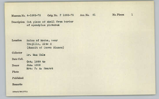 Documentation associated with Hearst Museum object titled Cut shell piece, accession number 4-1565, described as Cut piece of shell from border of Spondylus pictorum.