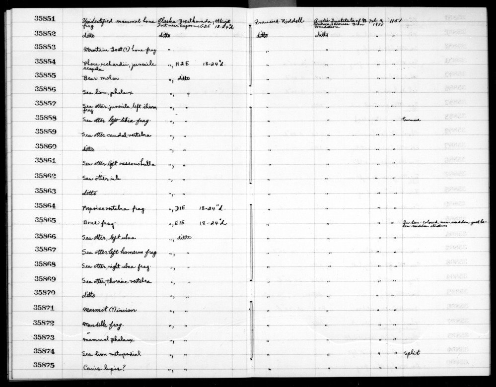 Documentation associated with Hearst Museum object titled Mammal bone, accession number 2-35873, described as Mammal phalanx.