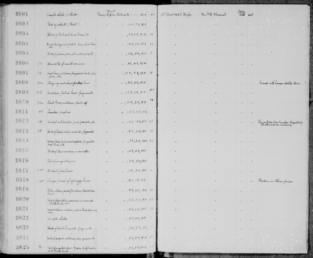 Documentation associated with Hearst Museum object titled Mammal bone, accession number 1-9821.2, described as Otter long bone, pelvis fragments, and baculum.