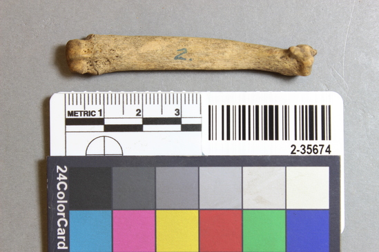 Hearst Museum object 1 of 3 titled Mammal bone, accession number 2-35674, described as Sea otter metatarsal.