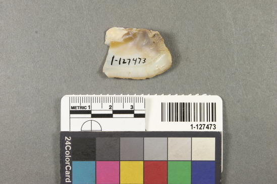 Hearst Museum object titled Shell fragment, accession number 1-127473, described as Shell fragment.