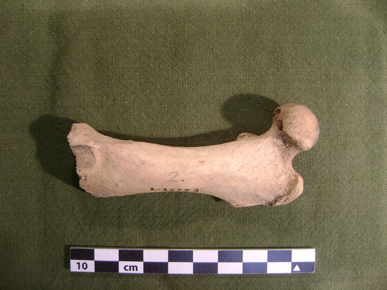 Hearst Museum object 2 of 14 titled Mammal bone, accession number 2-35753, described as Sea otter, left femur.