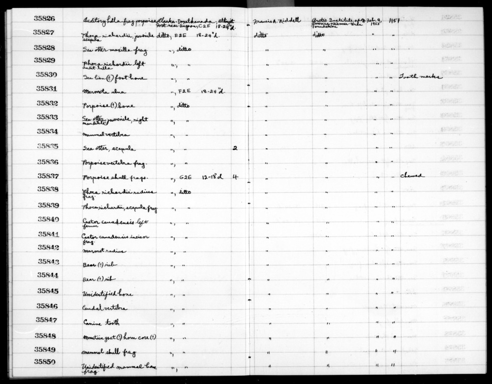 Documentation associated with Hearst Museum object titled Mammal bone, accession number 2-35831, described as Marmota ulna.