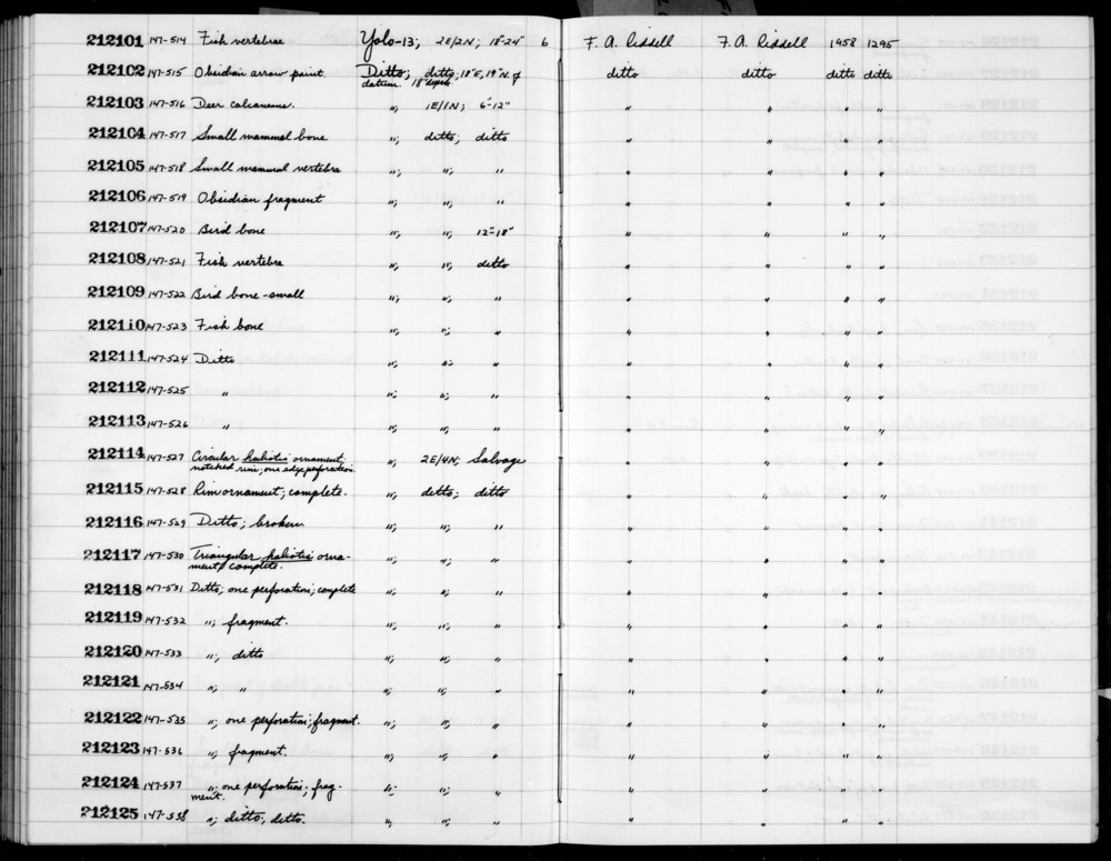 Documentation associated with Hearst Museum object titled Shell fragment, accession number 1-212122, described as Triangular haliotis; one perforation.