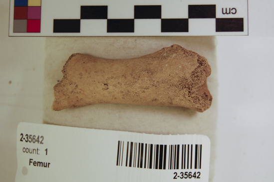 Hearst Museum object 5 of 16 titled Mammal bone, accession number 2-35642, described as Sea otter, juvenile left femur