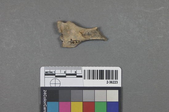 Hearst Museum object titled Mammal bone, accession number 2-36223, described as Sea otter, juvenile, humerus fragment.