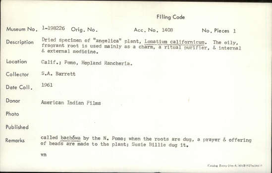 Documentation associated with Hearst Museum object titled Angelica, accession number 1-198226, described as Dried specimen of "angelica" plant, Lomatium californicum.