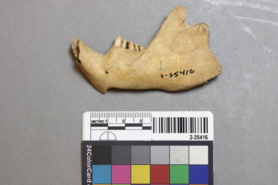 Hearst Museum object titled Mammal bone, accession number 2-35416, described as Castor canadensis left mandible