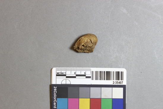 Hearst Museum object titled Mammal bone, accession number 2-35407, described as Sea otter; right femur fragment