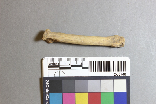 Hearst Museum object titled Mammal bone, accession number 2-35740, described as Sea otter metatarsal.