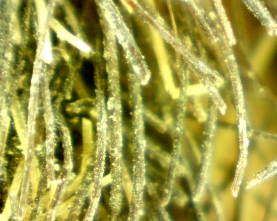 Hearst Museum object 50 of 72 titled Sling, accession number 4-5094, no description available.