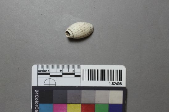 Hearst Museum object titled Shell, accession number 1-62408, described as Olivella biplicata, spire lopped