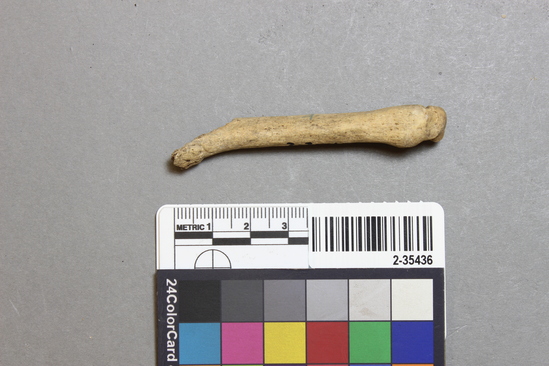 Hearst Museum object titled Mammal bone, accession number 2-35436, described as Sea otter metatarsal