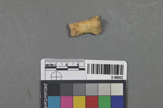 Hearst Museum object titled Mammal bone, accession number 2-36002, described as Bear, phalanx.