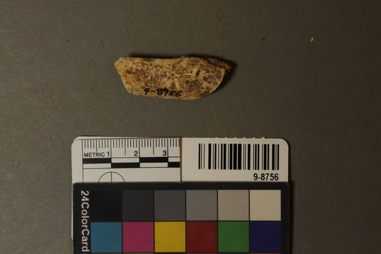 Hearst Museum object titled Faunal remains, accession number 9-8756, described as Bone fragment;