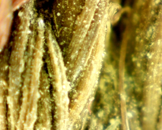 Hearst Museum object 21 of 42 titled Sling, accession number 4-4245a, no description available.