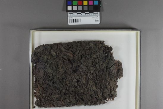 Hearst Museum object titled Seaweed, accession number 1-4088, described as Flat cake, preserved.