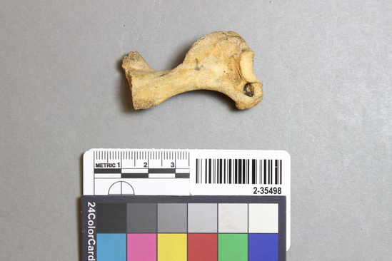 Hearst Museum object titled Mammal bone, accession number 2-35498, described as Castor canadensis left humerus