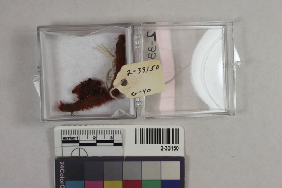 Hearst Museum object titled Textile fragment, accession number 2-33150, described as Textile fragment