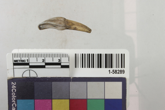 Hearst Museum object 1 of 2 titled Tooth, accession number 1-58289, described as Coyote or wolf